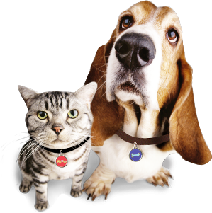 Featured image of post Logo Cachorro E Gato Png Ilustra o de cachorro branco e laranja cachorro d lmata beagle bulldog cachorrinho cachorro fofo mam fero pintado png