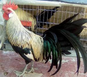  foto gallo de pelea bankiva giro