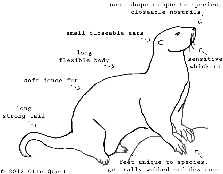 Sea Otter Diagram