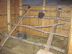 chicken perches roost coop chickens build diy making roosting decorating plans bars perch coops building idea decor diyprojects raising ground