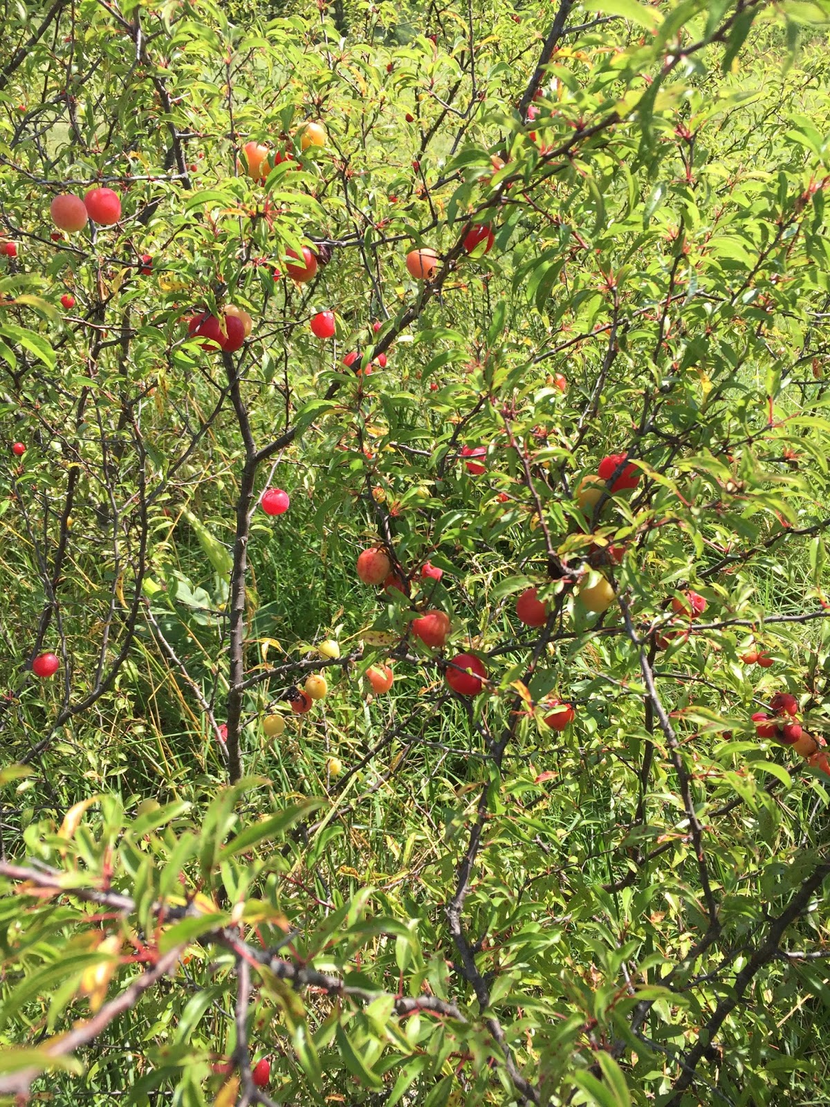 Windy Acres Diary Sand Plums