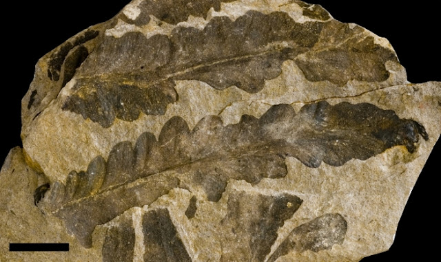 Hundreds of fossil tree specimens found to belong to a single species