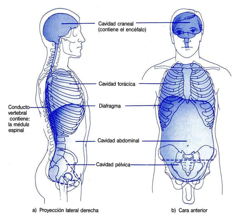 BIOLOGÍA 2do LAS CAVIDADES EL HOSPEDAJE DE LOS ÓRGANOS BIOLOGÍA 2do LAS CAVIDADES EL HOSPEDAJE DE LOS ÓRGANOS