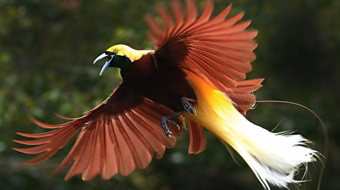 Cendrawasih kerap disebut sebagai birds of paradise karena keindahan bulunya