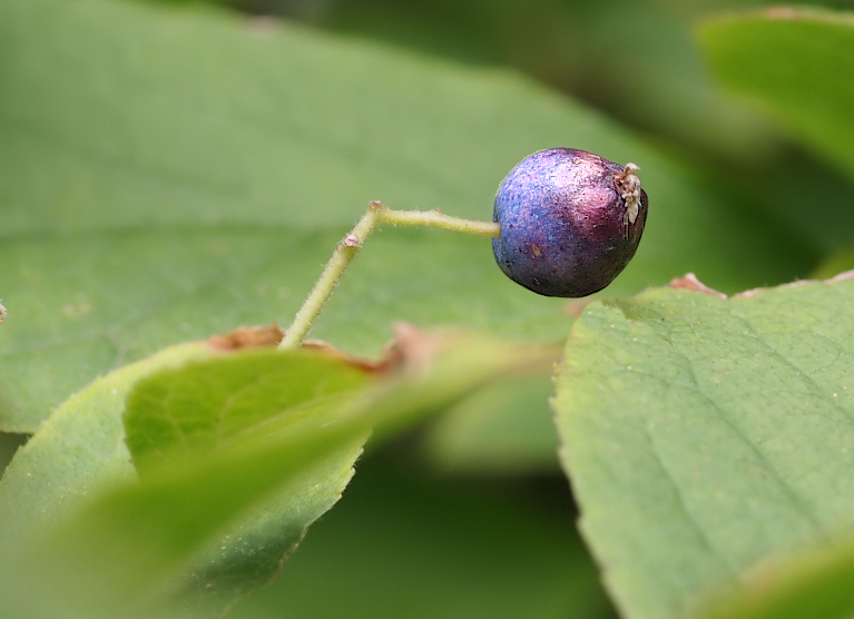 Meine grüne Leidenschaft: Juni 2013