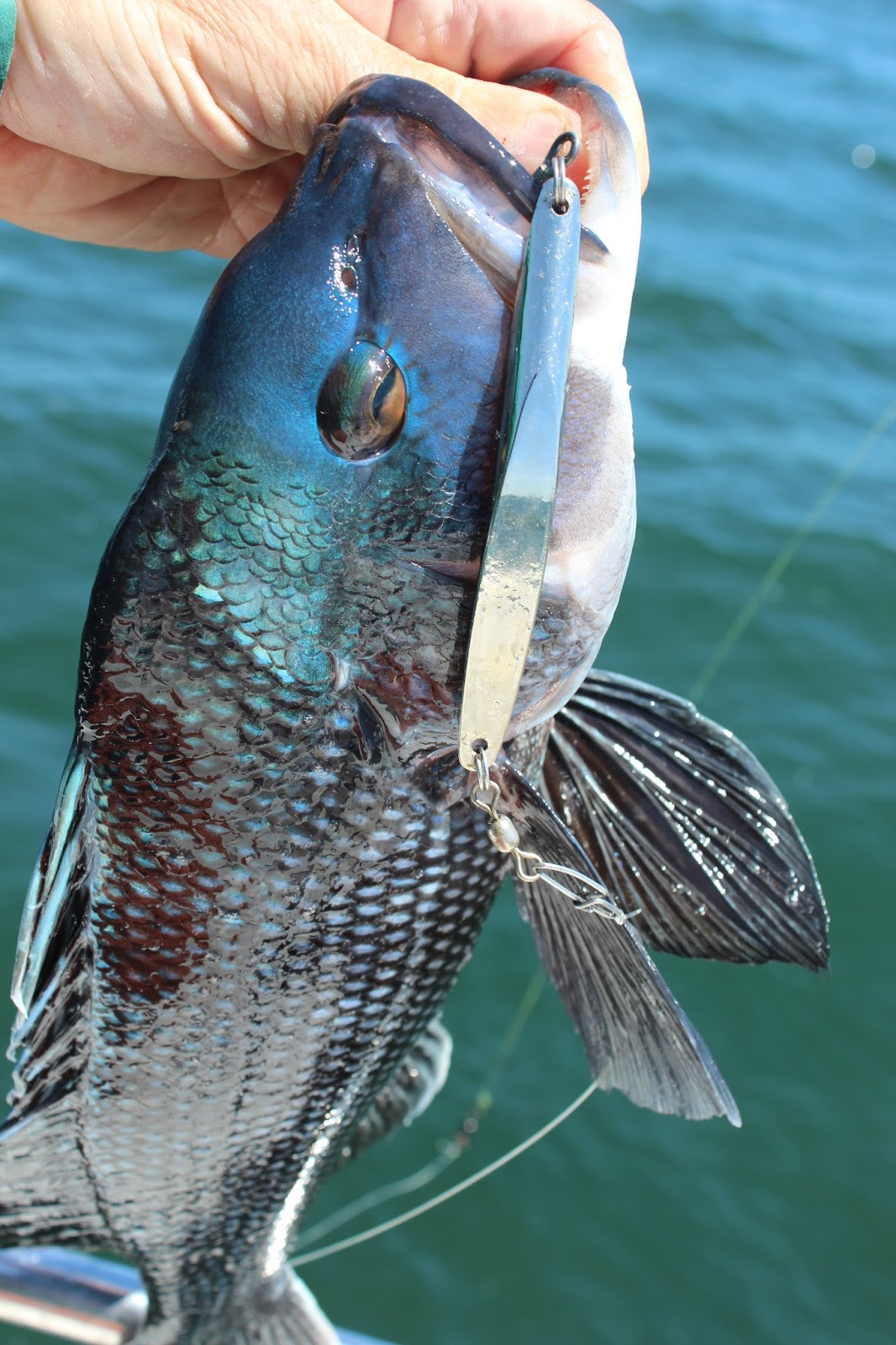 Rhode Island Striped Bass: A Trip to Black Sea Bass Heaven