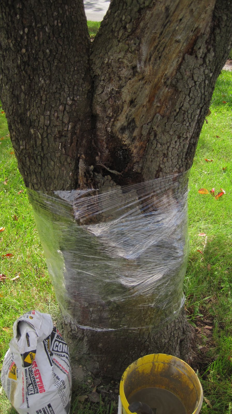 Molly McGee & Me How to save a rotting tree...