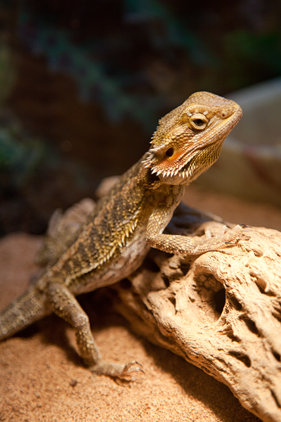 phoenix-worms-for-bearded-dragon6 phoenix-worms-for-bearded-dragon6