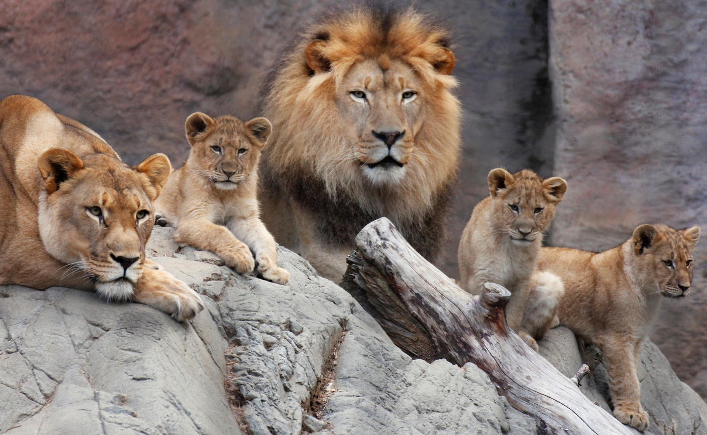 lion,lion cub,cub,lion cubs,lions,baby lion,white lion,cubs,baby lions,cute lions,misfit lion cub,cute,lion attack,lion vs,rare white lion cub,lion man,ion cub,cute lion,lion vs buffalo,lion cub documentary,lion (animal),cub lion,animals,lions cubs,lion whisperer,cute lion cubs,lion whisperer tv,nature,lion cubs playing,tiger cub,lion hunt,hyena cub,baby,lion sanctuary,lion babies,lion cubs documentary