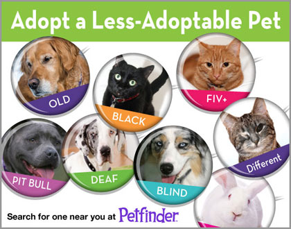 Pet Adoption