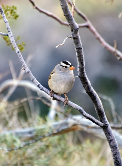 White-crowned Sparrow 3601