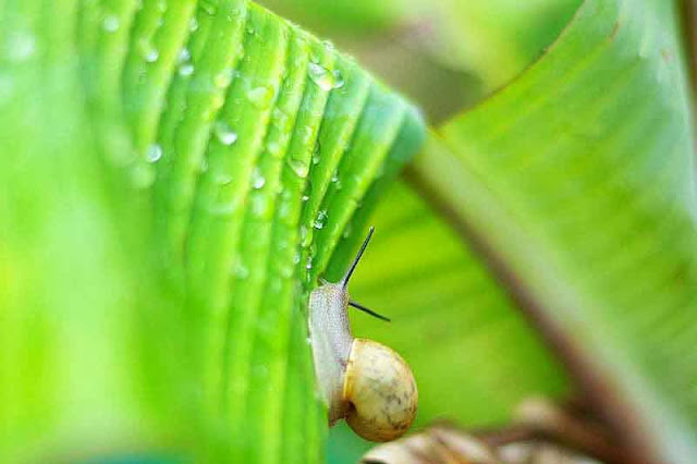 snail on banana leaf in rain