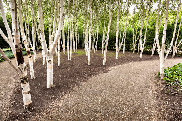 Silver Beech Trees in the grounds of Anglesey Abbey by Martyn Ferry Photography
