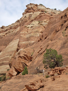Bighorn in the Colorado National Monument