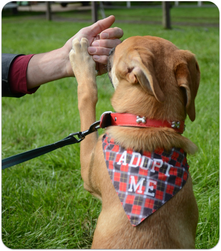 Klik op de foto voor alle honden die nog een baasje zoeken: