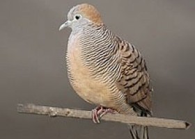 Dengar Dan Download Suara Burung Perkutut Juara Format Mp3