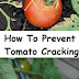 How To Prevent Tomato Cracking