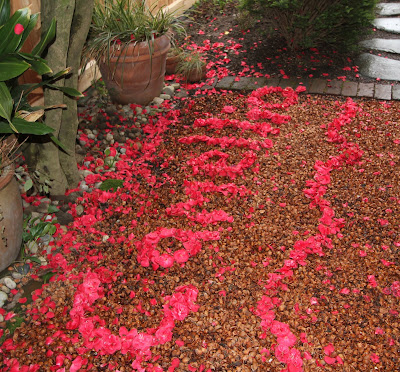 Camellia japonic petals