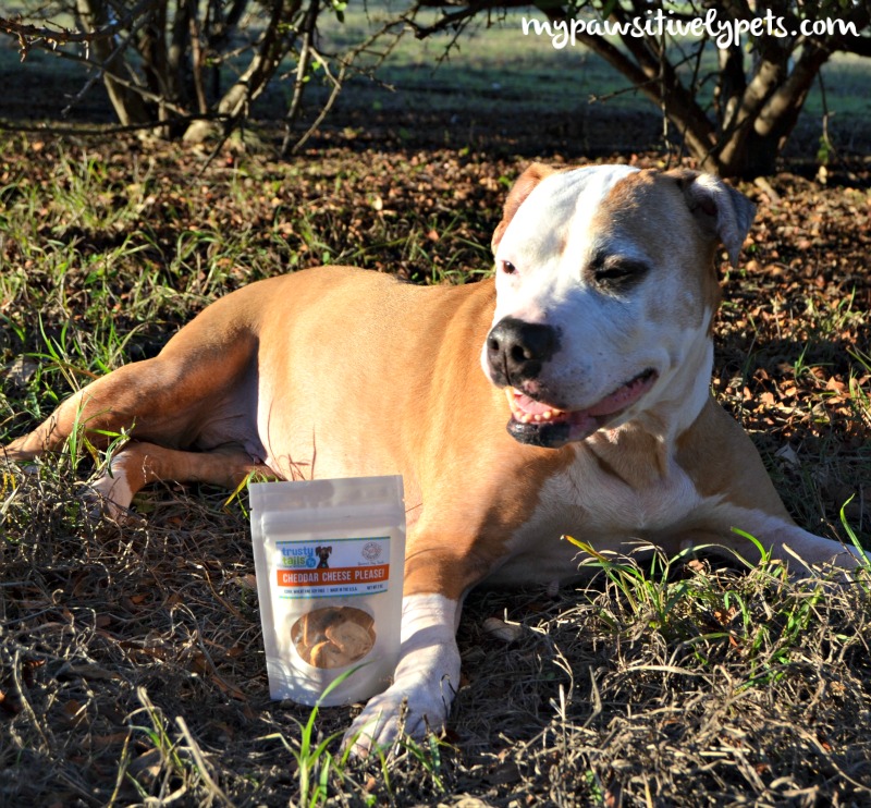 Trusty Tails Treat Kitchen Makes Our Tail Wag Pawsitively Pets