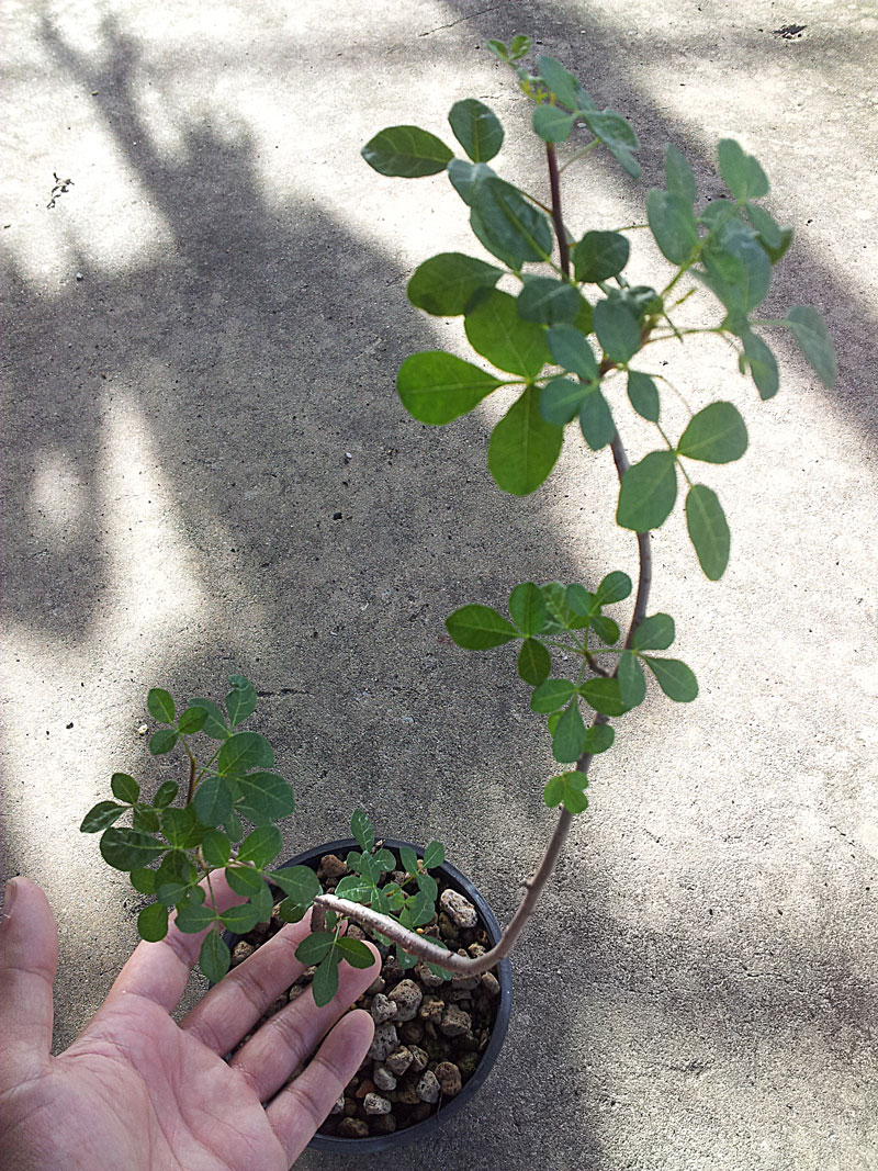 Thaisucculents Commiphora gileadensis