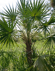 palmetto per il cancro alla prostata