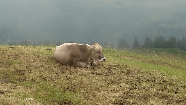 a cow rests atop Mount Rigi