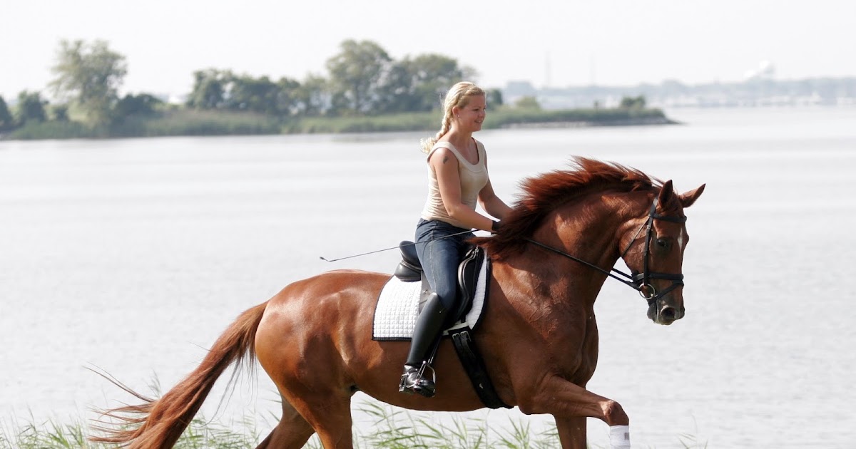 Riding around. Лошадь во весь рост. Лептоспироз у лошадей симптомы. Занятия с рыжими лошадьми.