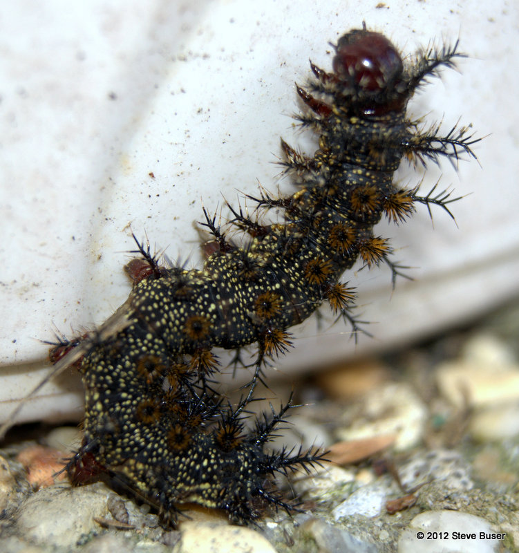 Pixel Eyed Caterpillar strikes fear in his crawl