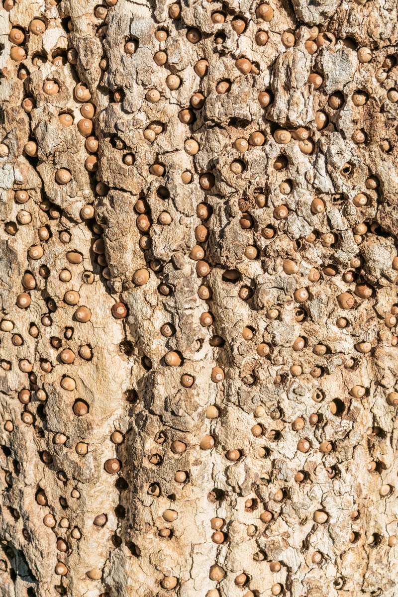 Bellotas almacenadas en la corteza de un árbol