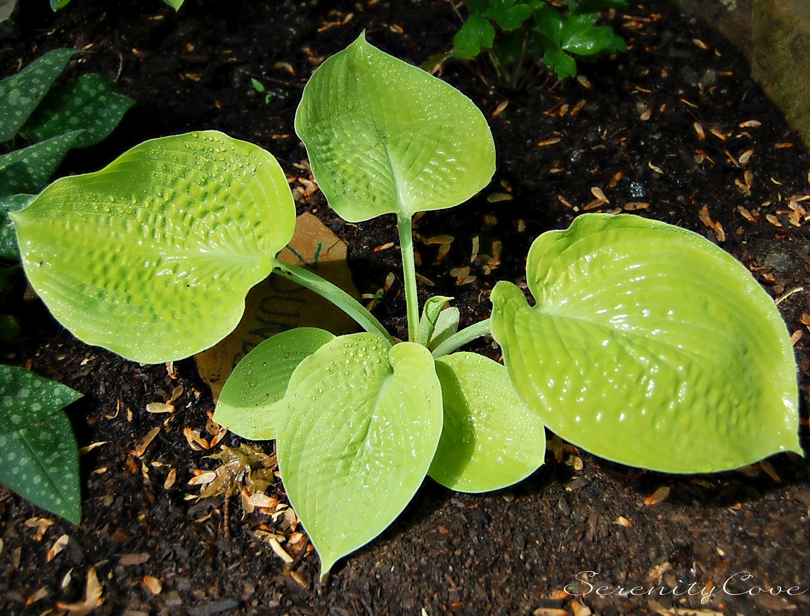 хоста прогноз на неделю