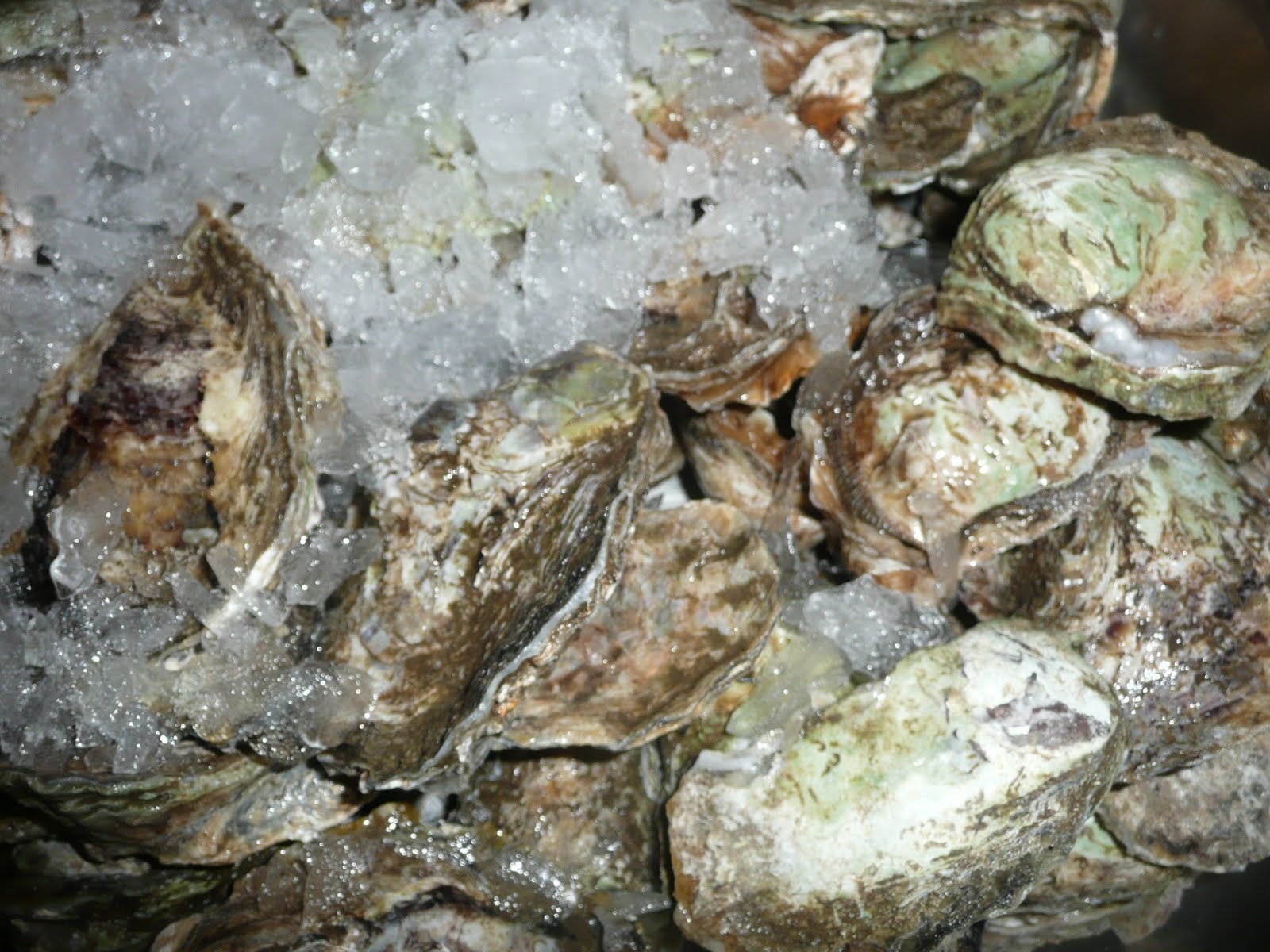 schillerwine Fine Wine and Fine Oysters in Madagascar Oysters from