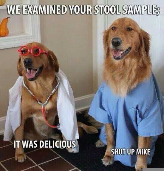 Funny Dog Doctors Meme Joke Picture