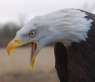bald eagle with dramatic open mouth