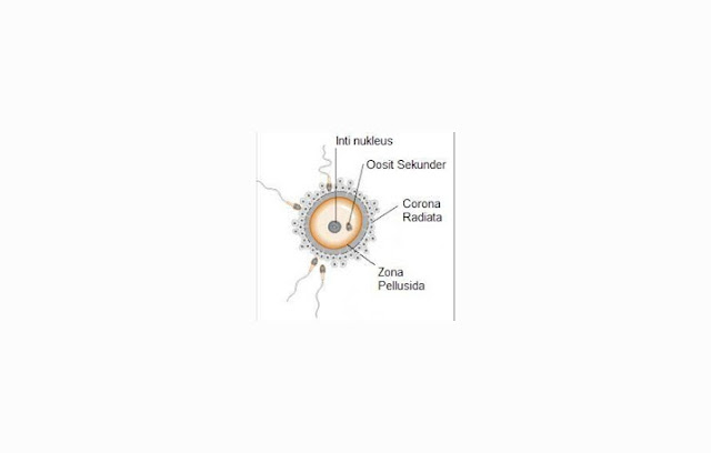 Ovum (Sel Telur) : Pengertian, Struktur, Fungsi - Riolan