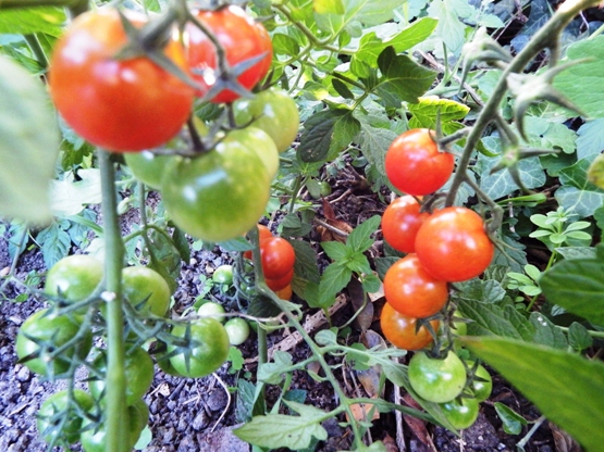 Berkebun tomat di rumah