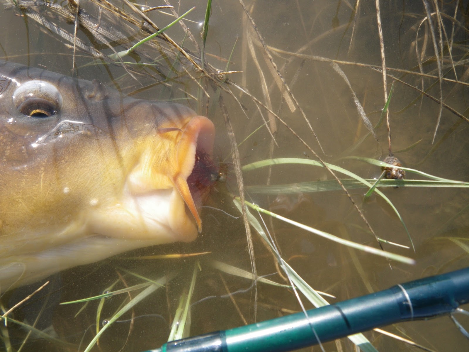 Got Backing? (Formerly Known as Mr. P.'s Blog): Carp Parts--Mouths and Lips