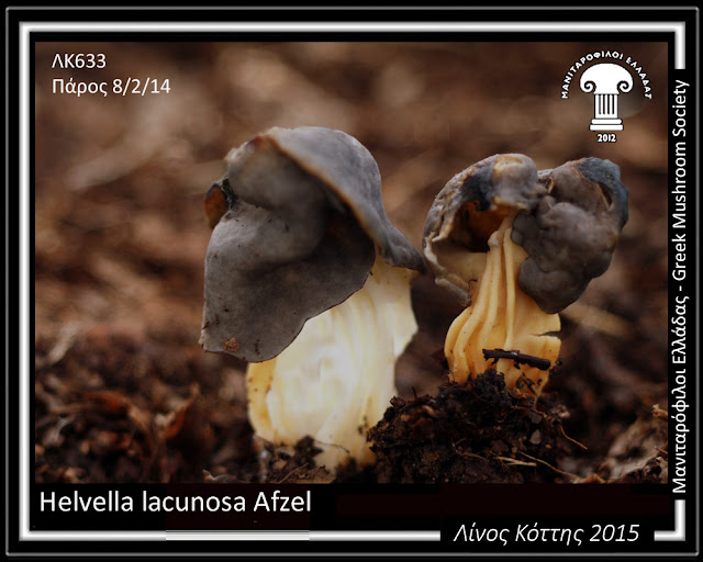 Helvella lacunosa Afzel.