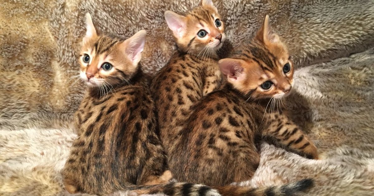 The Kuwait Cats and kittens Adoption and sales email us at