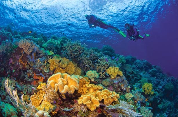 https://www.ramelhobbyshop.com/2022/07/10-tempat-diving-terbaik-di-indonesia.html