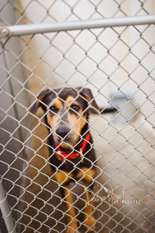 BelinfanteIndianmotorcycles Roswell New Mexico Animal Control Murder