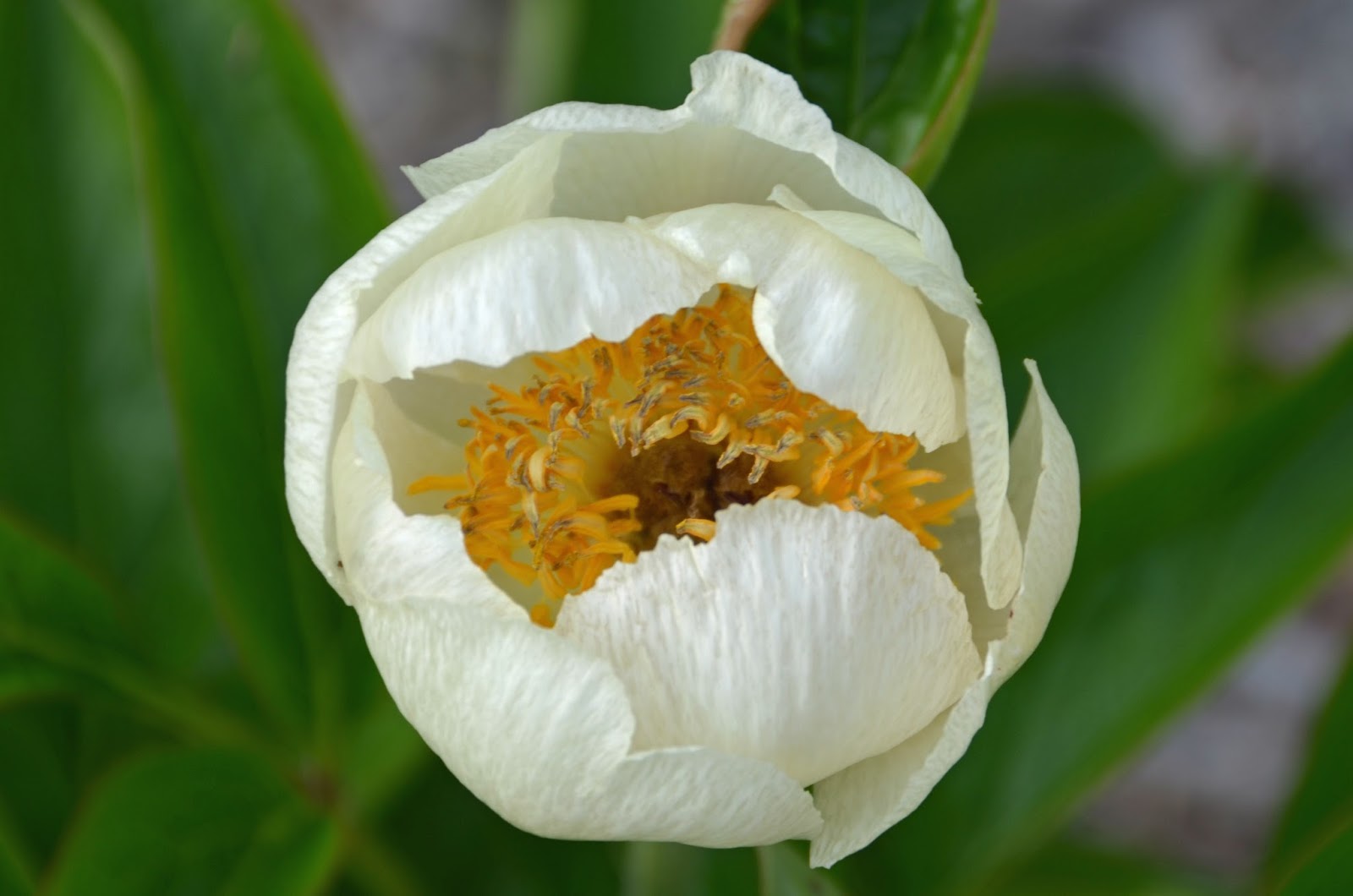 Southern Peony: 2017 Rough Winter on Early Peonies