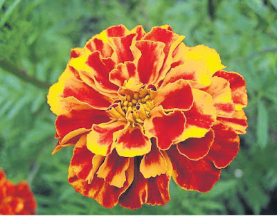 Marigold, tanaman obat