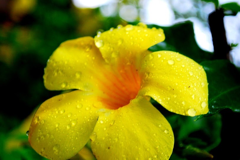 Bulaklak Decor Yellow Bell