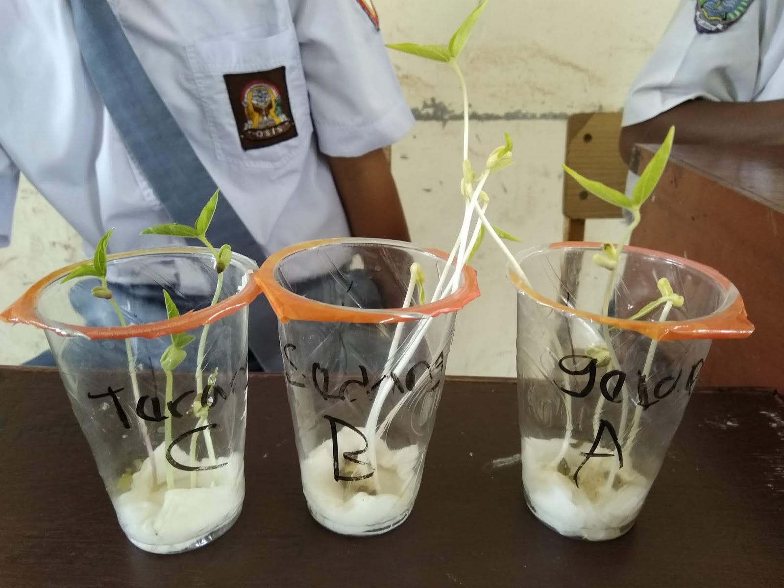 Pertumbuhan Kecambah Kacang Hijau - Perumperindo.co.id