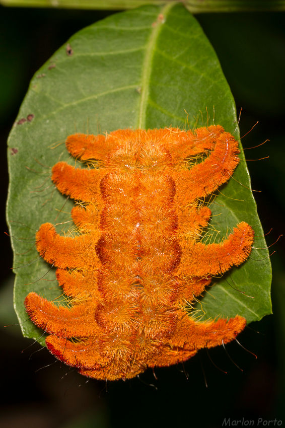 Lagarta de fogo, Insects & Spiders, Animals