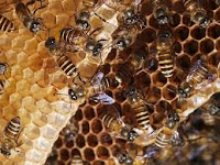 Manfaat Madu lebah