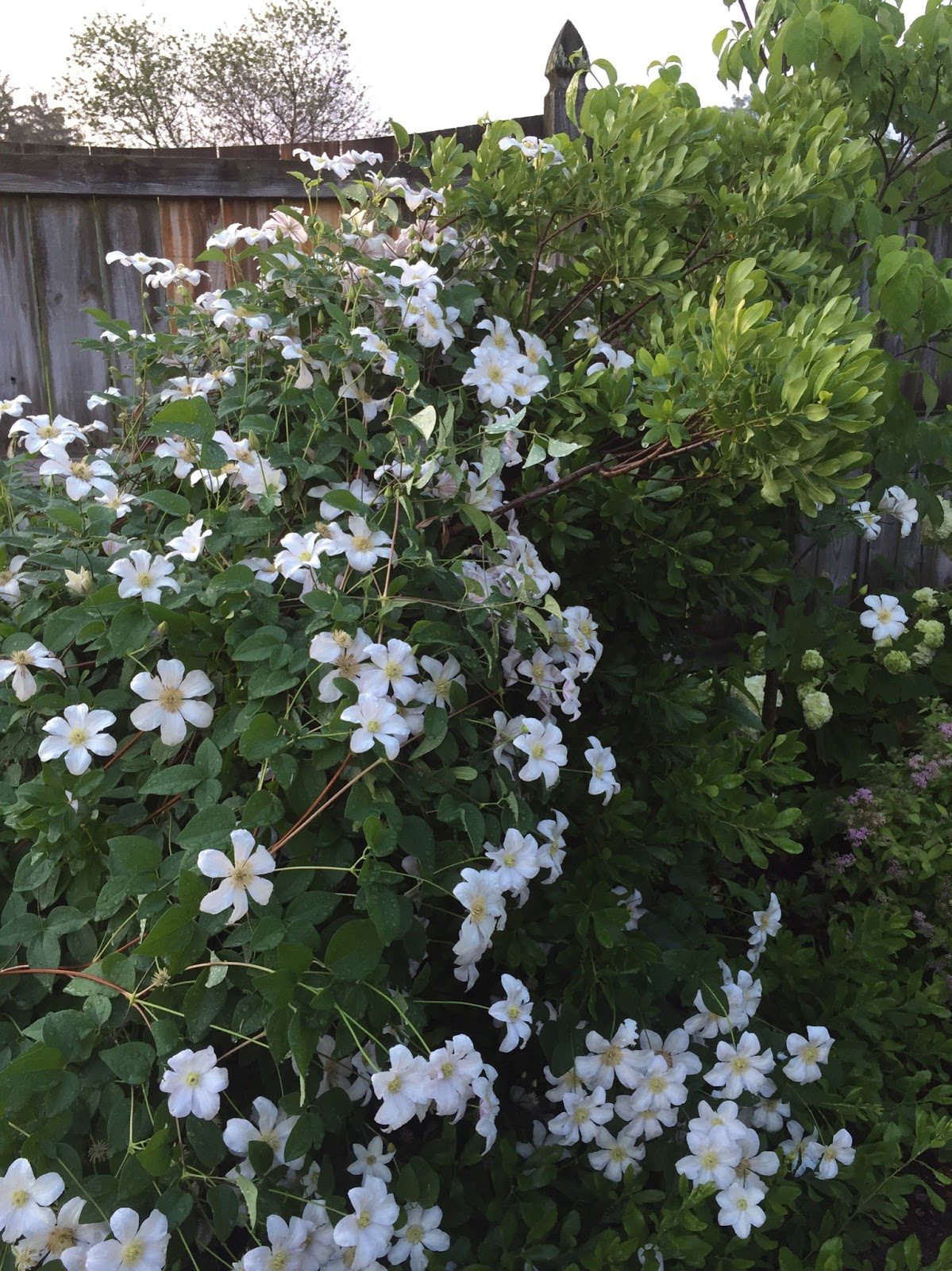 Garden Bloggers Bloom Day June 2016