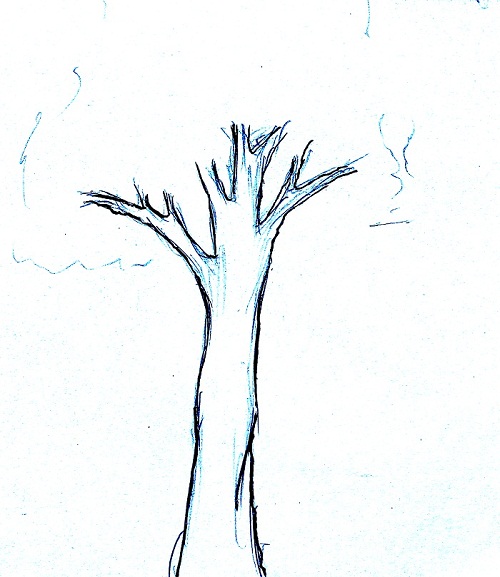 Sketsa Batang Pohon Mangga Gambar Roman jpg (500x577)