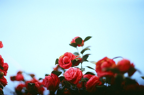 Le Finistère avec Arnaud Montebourg: - La rose et le réséda