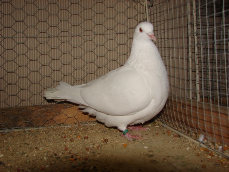 Carneau french pigeons Pigeons fall